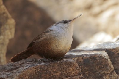 Canyon Wren