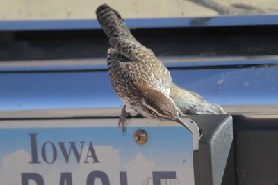 Cactus Wren