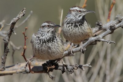 Cactus Wren