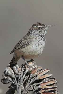 Cactus Wren