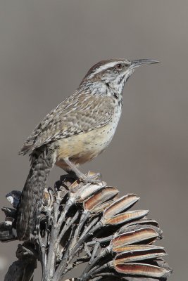 Cactus Wren