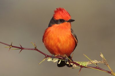 Vermilion Flycatcher