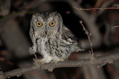 Western Screech Owl