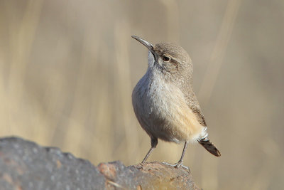 Rock Wren