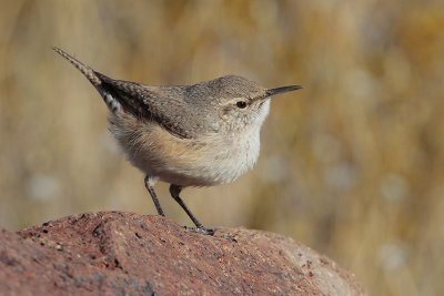 Rock Wren