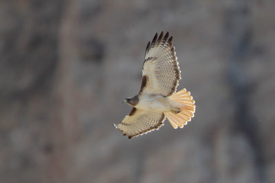 Red-tailed Hawk