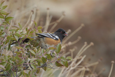 Spotted Towhee