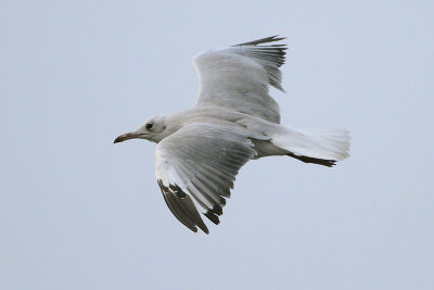 Gray-headed Gull