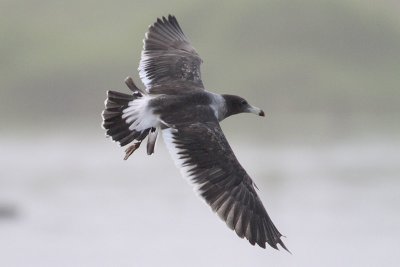 Belcher's Gull