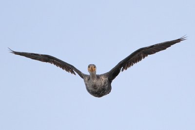 Neotropic Cormorant