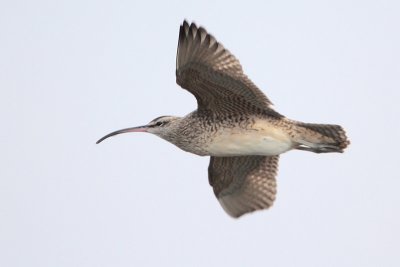 Whimbrel