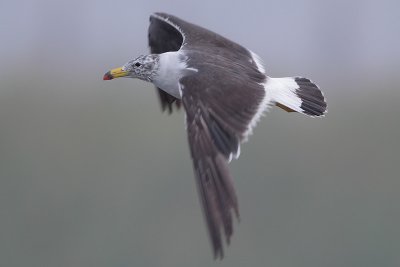 Belcher's Gull