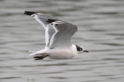 Franklin's Gull