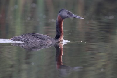 Great Grebe