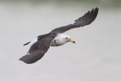 Belcher's Gull