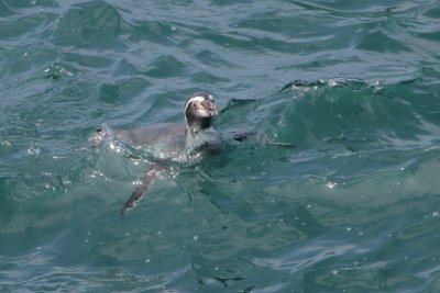 Humboldt Penguin