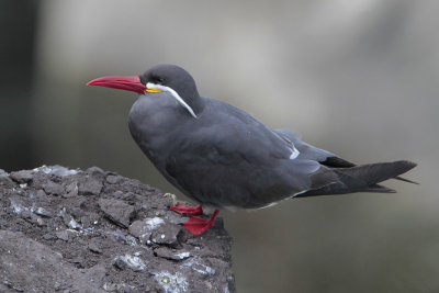 Inca Tern