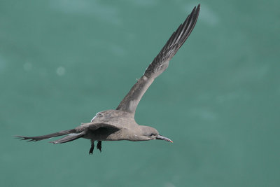 Inca Tern