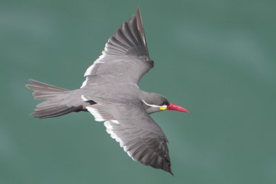 Inca Tern