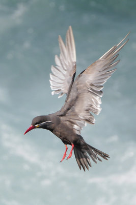 Inca Tern