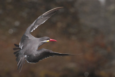 Inca Tern