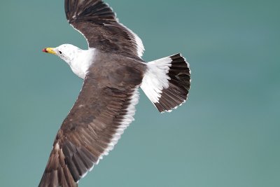 Belcher's Gull