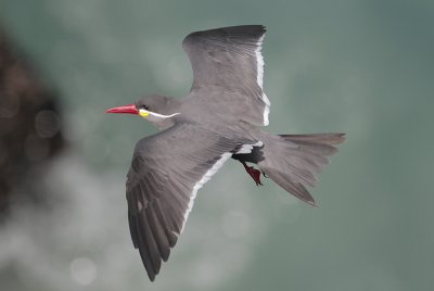 Inca Tern