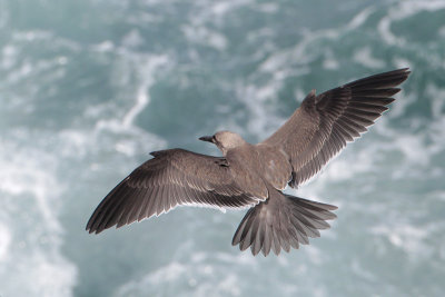 Inca Tern