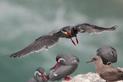 Inca Tern