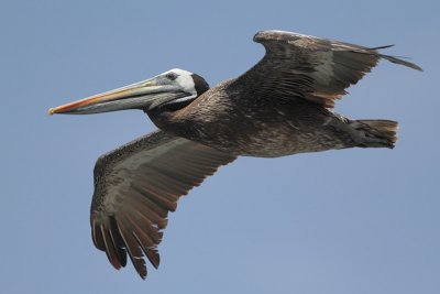 Peruvian Pelican