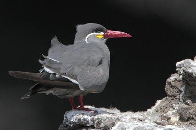 Inca Tern