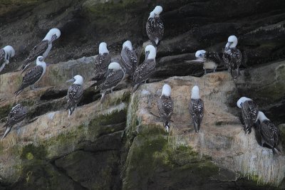 Peruvian Booby