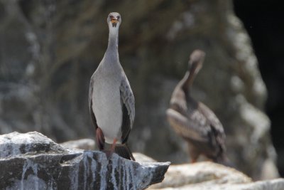 Guanay Cormorant