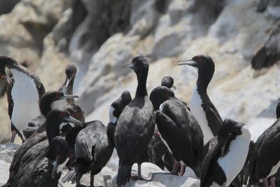 Guanay Cormorant