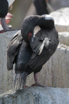Guanay Cormorant