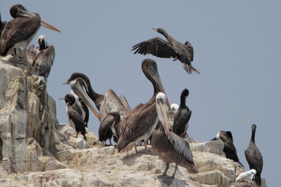 Seabirds