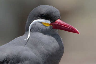 Inca Tern