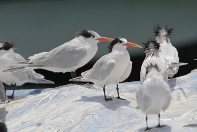 Elegant Tern