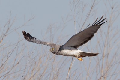 Northern Harrier