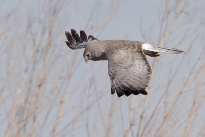 Northern Harrier