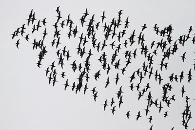 Short-billed Dowitcher