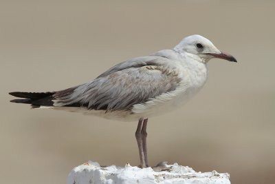Gray-hooded Gull