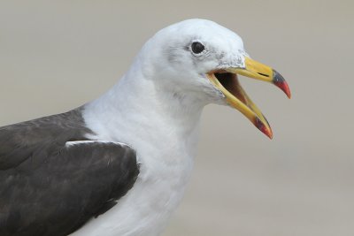 Belchers Gull