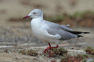 Gray-hooded Gull