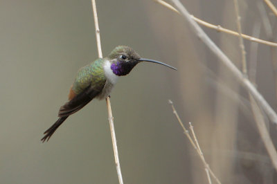 Oasis Hummingbird