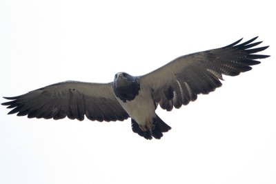 Black-chested Buzzard-Eagle