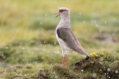 Andean Lapwing