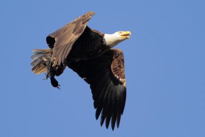 Bald Eagle w/American Coot