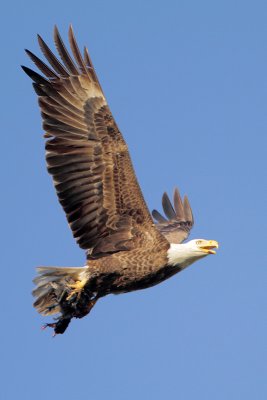 Bald Eagle w/American Coot