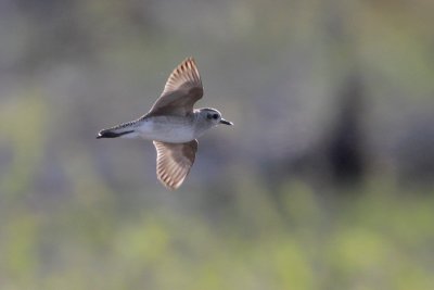 American Golden-Plover